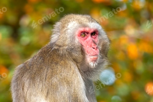 Preview: Close up portrait of japanese macaque (Macaca fuscata)