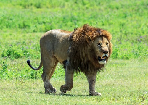 Preview: A Best wildlife tours in the world