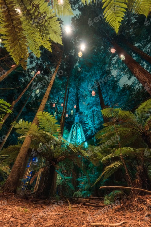 Preview: Redwood jungle or Whakarewarewa forest with illuminated lighting and lamp in the night