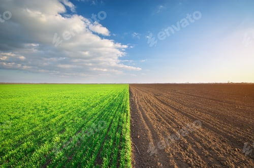 Preview: Cultivated meadow
