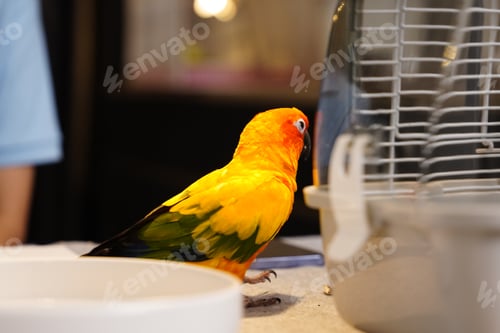 Preview: A woman is feeding a parrot while sitting at a desk