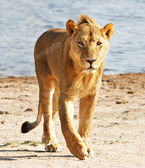 Preview: wildlife ,wildlifephotography ,wildlifeplanet ,wildlifephotographer,wildlifeaddicts , Wildlifeart,Wi