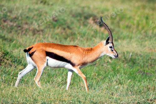 Preview: Thompson's gazelle