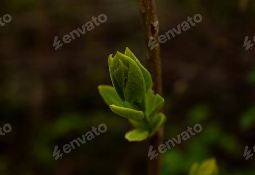 Preview: Young green leaves grow on tree trunk, green young leaves on blur background.