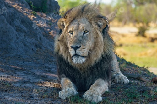 Preview: Majestic lion stands tall and proud in the Makgadikgadi Game Reserve in Botswana.