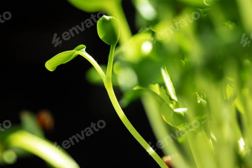 Preview: Young baby plant sprouts close up against black background