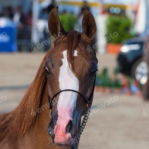 Preview: arabian, horse, mare, stallion, riding
