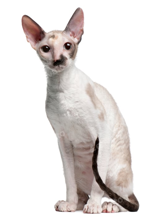 Preview: Cornish Rex cat, 7 months old, sitting in front of white background