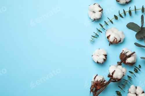 Preview: Flat lay composition with cotton flowers on blue background. Space for text