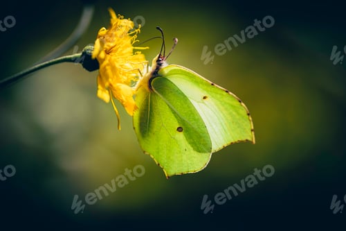 Preview: common brimstone