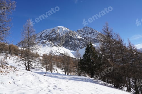 Preview: Beautiful snowy mountainous landscape with firs and leafless dry trees