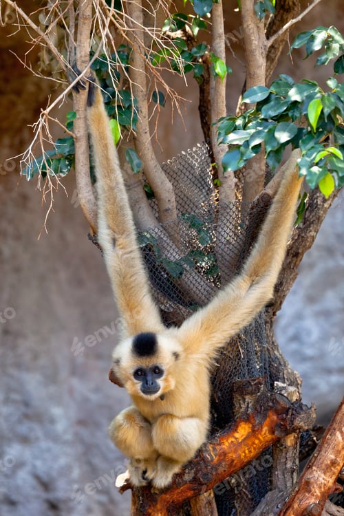 Preview: Gibbon of golden cheeks, Nomascus gabriellae