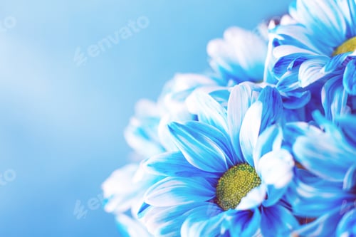 Preview: Blue flower painted daisy chamomile in macro close-up.