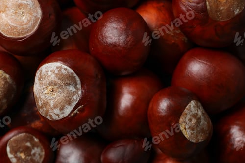 Preview: Brown, fresh chestnut fruits close-up, top view
