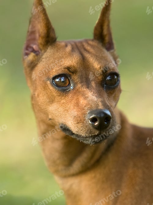 Preview: Portrait Miniature Pinscher having fun in the park