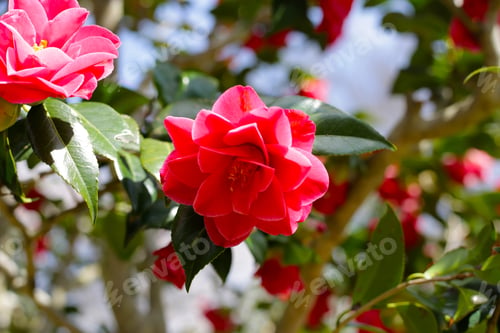 Preview: Beautiful camellia flower on tree. The Expo 70 Commemorative Park, Osaka, Japan