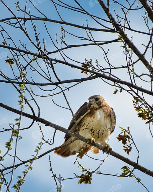 Preview: Red tailed hawk perched near her nest