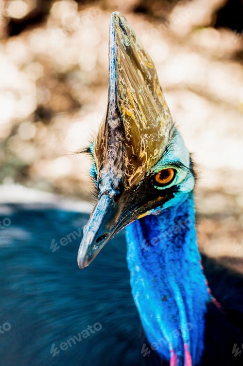 Preview: Cassowary - flightless birds that are native to the tropical forests of New Guinea and Australia