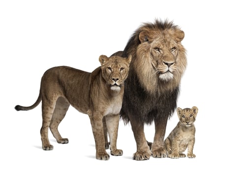 Preview: Generated image