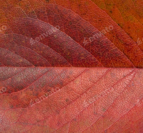 Preview: Red cherry leaf texture, macro