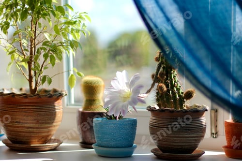 Preview: Nature at home. Ecology. Environment. Light pink tender echinopsis spiky cactus flower.