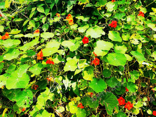 Preview: Garden wall