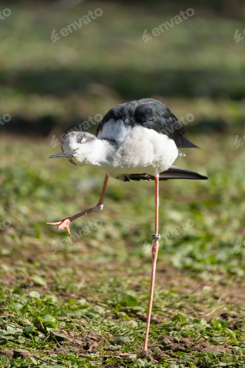 Preview: Vertical close-up of a black-winged stilt bird standing on one leg in a grassy field