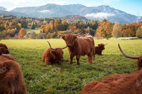 Preview: wild yaks in the pasture