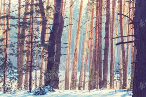 Preview: Winter forest