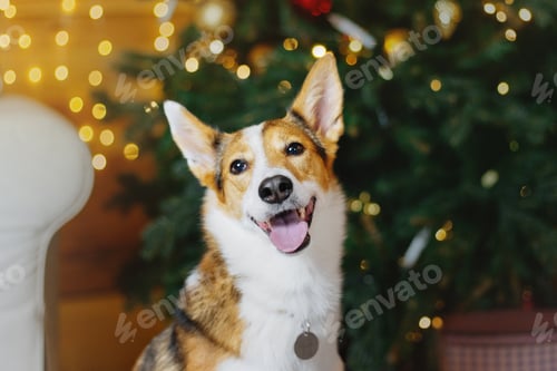 Preview: Adorable Dog with Christmas Tree Lights in Background