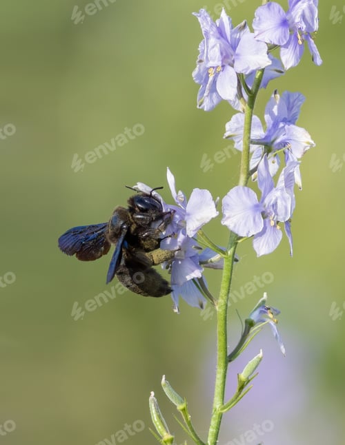 Preview: Xylocopa valga, Carpenter bee. An insect sitting on a flower