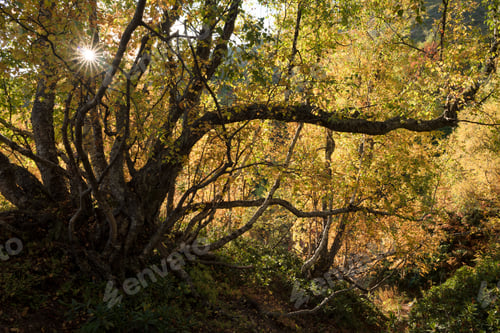 Preview: Autumn landscape in a mountain forest