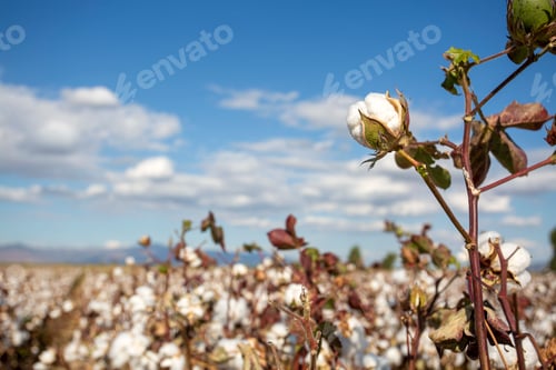 Preview: Cotton field (Turkey - Izmir). Agriculture concept photo.