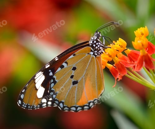 Preview: Butterfly on orange flower