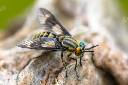 Preview: Twin lobed deerfly