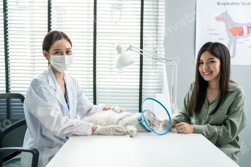 Preview: Asian veterinarian examine cat during appointment in veterinary clinic.