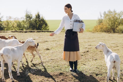 Preview: Smiling Woman Feeding Goats on Sunny Farm Day, Holding Metal Milk Container, Wearing Apron and Skirt