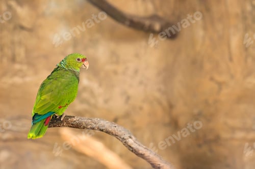 Preview: lovebirds, lover bird, lovely