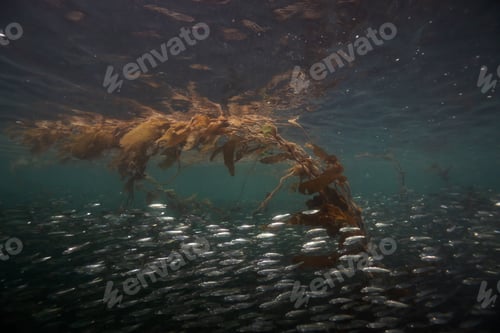Preview: Underwater scene in the Pacific Ocean with a swarm of small fish swimming in the water