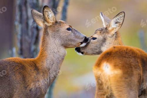Preview: Two cute roe deers in the forest at fall