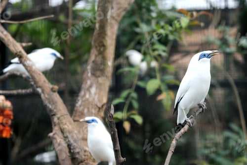 Preview: Group of Bali Myna Bird Stand on Branch