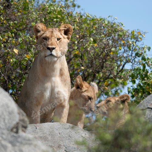 Preview: Lioness and lion cubs in Serengeti National Park, Tanzania, Africa