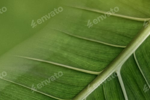 Preview: Green leaf with veins macro photography