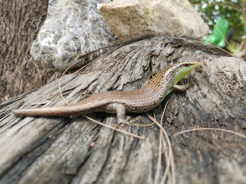 Preview: Brown Lizard Resting on Fallen Log in Nature