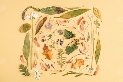 Preview: Beautiful composition with different dried leaves and flowers on a pastel background
