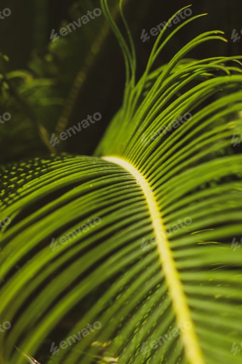 Preview: palm leaf