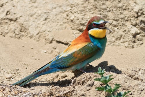 Preview: bee-eater