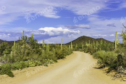 Preview: Road Through Desert Wilderness: One-Way Narrow Dirt Road Curving Out Of Sight On A Sunny Afternoon