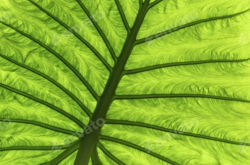 Preview: Macro Abstract: Branching Pattern Of Veins Along Large Green Leaf Backlit By Sunlight