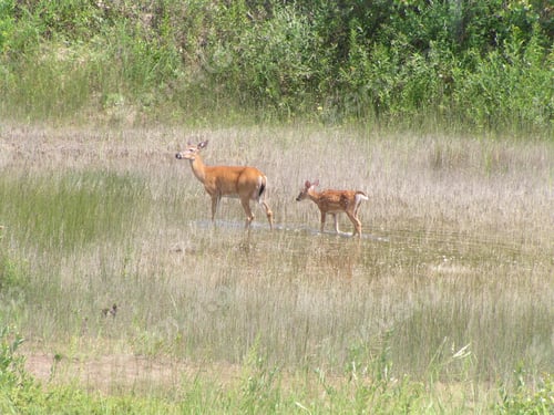 Preview: Two Deer
